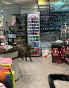 Wildschwein als ungewöhnlicher Einkaufsgast: Dreistündiger Einsatz in Berliner Shopping-Center