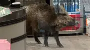 Wildschwein im Einkaufszentrum: Polizei setzt Europaletten und Schilde ein