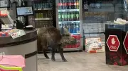Wildschwein stürmt Berliner Einkaufszentrum – Polizei setzt auf ungewöhnliche Methoden mit Europaletten