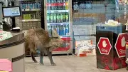 Wildschwein stürmt Berliner Einkaufszentrum: Polizei treibt Sau durch Köpenick