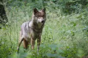 Wolf in Deutschland: Abschusserleichterung entfacht Debatte zwischen Naturschutz und Landwirtschaft