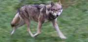 Wolf in Hamburg gesichtet: Raubtier durchstreift Stadtteile Blankenese und Othmarschen