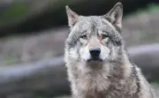 Wolf nach Angriff in Hamburg: Tier in niedersächsischer Wildtierstation untergebracht
