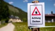 Zecken-Alarm in Hessen: FSME-Fälle mehr als verdoppelt – So schützen Sie sich richtig