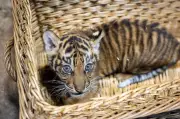 Zwei Monate altes Sumatra-Tiger-Baby im Berliner Tierpark gedeiht prächtig