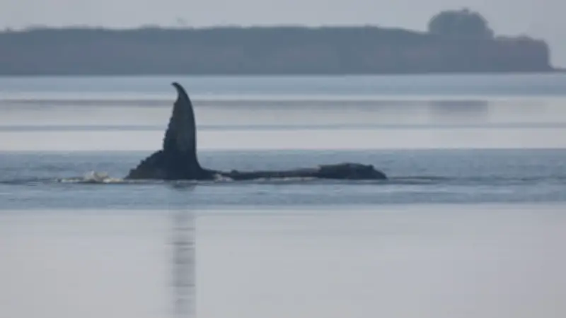 Team Timmy: Die ungewöhnlichen Retter des gestrandeten Buckelwals in der Ostsee