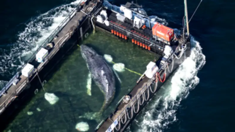 Wal Timmy reist im Badeschiff mit: So schwimmt er mit