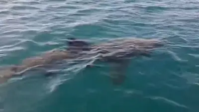 10-Meter-Riesenhai taucht vor französischem Badeort auf