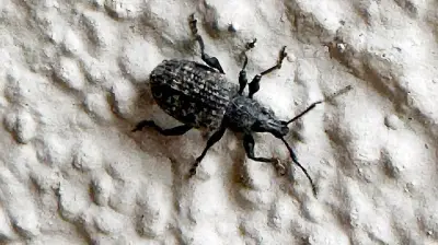 365 Tage, 365 Tiere: Der große Rüsselkäfer in Halle