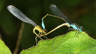 365 Tage, 365 Tiere: Herzrad-Bewohner erlebt wahre Liebe in Halles Gewässern