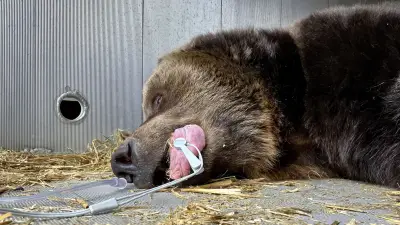 Abschied von Bärin Teddy: Umzug in den Bärenwald Müritz geglückt