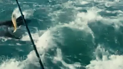 Angler erlebt spektakuläres Hai-Fressspektakel vor der Küste