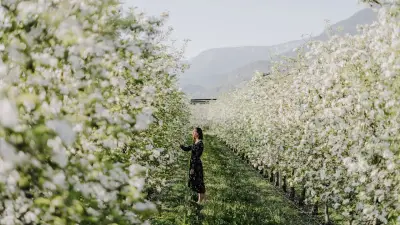 Apfelblüte statt Sakura: Südtirols Lana bietet eine europäische Alternative zur japanischen Kirschblüte