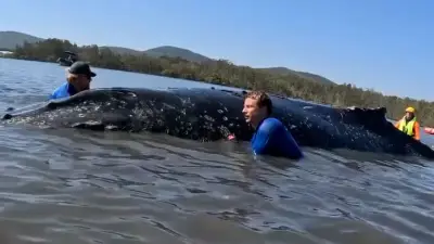 Australien zeigt effiziente Wal-Rettung: Tier nach 24 Stunden befreit und stabil