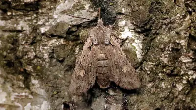 Bestens getarnt: Dieser ungewöhnliche Mitbewohner in Halle ist kein Vogel