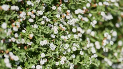Betretbare Bodendecker als pflegeleichter Rasenersatz