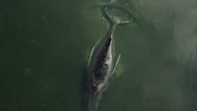 Bitterlicher Walgesang: Timmy weinte die ganze Nacht – Emotionale Aufnahmen vor Poel