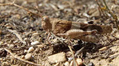Blauer Flieger: Schreckhafter Mitbewohner in Halle entdeckt