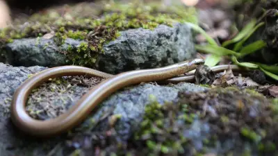 Blindschleiche ohne Schwanz im Garten entdeckt: Überlebenskünstler