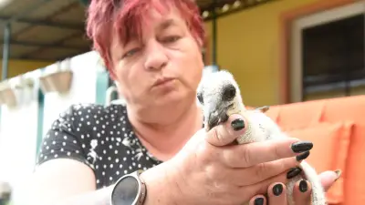 Blutiger Revierkampf bei Weißstörchen in Boberow: Angreifer schwer verletzt