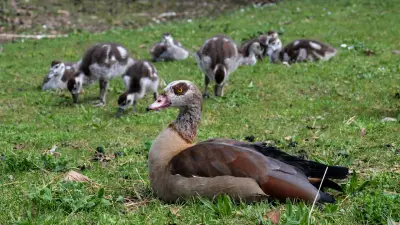 Boris Palmer fordert Abschuss von Nilgänsen: Keine Gnade für Küken zum Schutz heimischer Arten