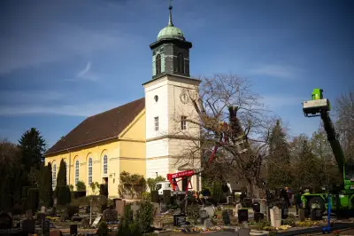 Bremens uralte Linde erhält Stützkorsett: 900-jähriger Baum wird gesichert