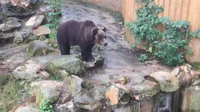 Bärenrettung: Nach 32 Jahren im Gehege zieht Bärin Teddy in den Bärenwald Müritz