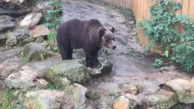 Bärin Teddy zieht nach über 30 Jahren in kleinem Gehege in den Bärenwald Müritz um