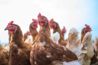 Britische Studie belegt: Hühnerküken genießen menschliche Zuwendung und Streicheleinheiten