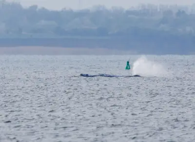 Buckelwal in Ostsee-Bucht: Rettungsversuche zeigen erste Erfolge