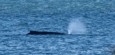 Buckelwal in Wismarer Bucht hat sich selbst befreit - Rettungsaktion überflüssig