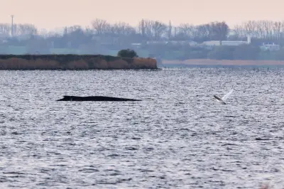 Buckelwal Timmy überlebt weitere Nacht vor Poel - Lage unverändert kritisch