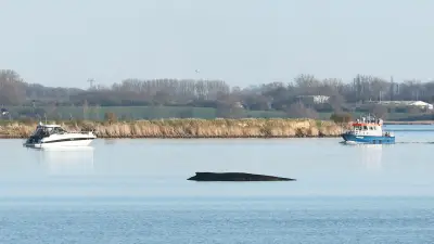 Buckelwal Timmy in kritischem Zustand: Experten kämpfen um sein Überleben