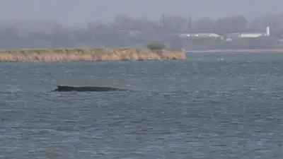 Buckelwal 'Timmy' in Ostsee-Bucht festgesetzt: Experten hoffen trotz schlechter Prognose