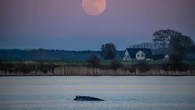 Buckelwal Timmy in Wismarbucht gestrandet: Letzte Stunden im kalten Ostseewasser