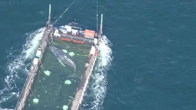 Buckelwal Timmy schwimmt in die Freiheit: Letzte Etappe zur Nordsee