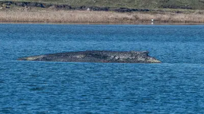 Buckelwal Timmy vor Poel: Keine Rettung mehr möglich - Experten bestätigen tödliche Strandung