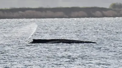 Buckelwal Timmy: Warum Rettung und Sterbehilfe in der Ostsee unmöglich sind