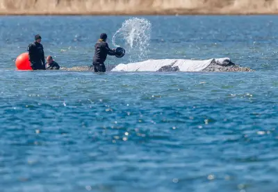 Buckelwal vor Poel: Rettungsversuche stocken - Keine neuen Transportpläne