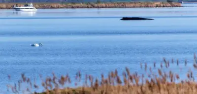 Buckelwal vor Poel: Umweltminister Backhaus unter Druck bei Entscheidung