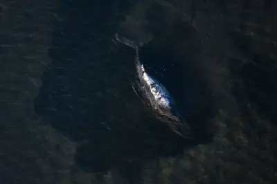 Buckelwal vor Poel: Wal übersteht Nacht in Bucht - Rettungsplan wird überarbeitet