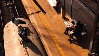 Deutsche Bahn: Verlieren Tauben durch Füttern ihre Instinkte?