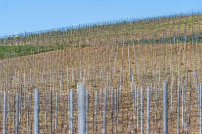 Deutsche Winzer setzen verstärkt auf klimaresistente Piwi-Rebsorten