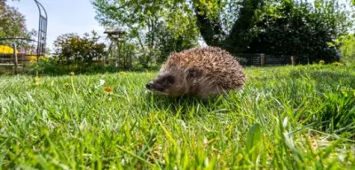 Deutscher Städtetag fordert bundesweites Nachtfahrverbot für Rasenmähroboter zum Schutz von Igeln