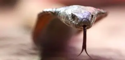 Deutscher Tourist stirbt nach Schlangenbiss bei Vorführung in Ägypten