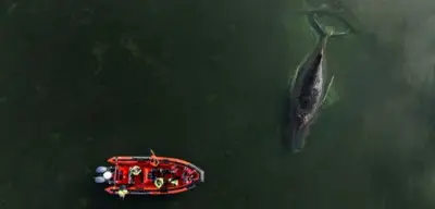 Drama um gestrandeten Buckelwal vor Poel: Morddrohungen und politische Tränen