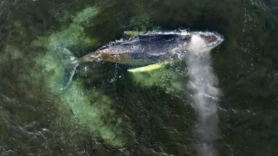 Drama vor Wismar: Spektakuläre Rettungsaktion für gestrandeten Buckelwal in der Ostsee geplant