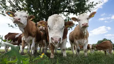Dreister Rinderdiebstahl in Brandenburg: 70 Tiere über Nacht verschwunden
