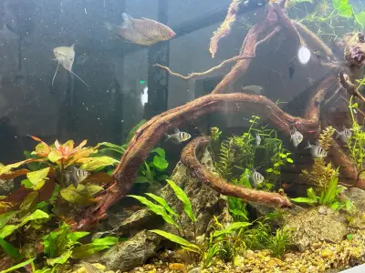 Emotionales Wiedersehen: Zehn Fische und Garnele überleben Großbrand an Hannoverer Grundschule