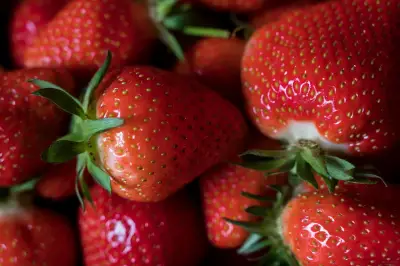 Erdbeer-Saison in Thüringen: Erste Früchte unter Folie geerntet